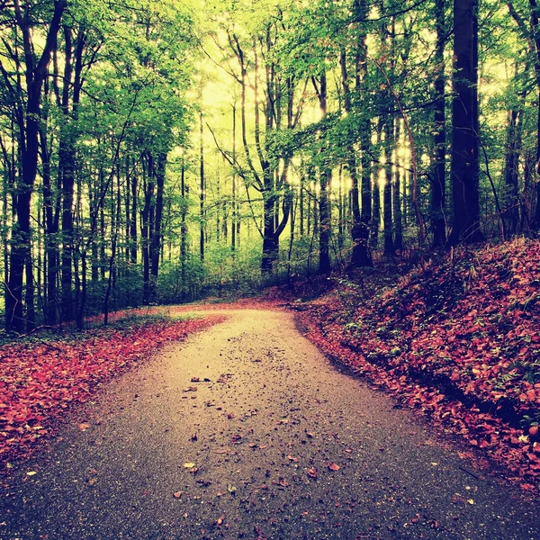 Gebogener Pfad unter Buchen. Frühlingnachmittag im Wald nach einem regnerischen Tag. nasser Asphalt mit zerschmetternden orangen Blättern. — Stockfoto