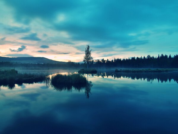 Swampy  lake with mirror water level in mysterious forest, young tree on island in middle. Fresh green color of herbs and grass, blue pink clouds in sky. 