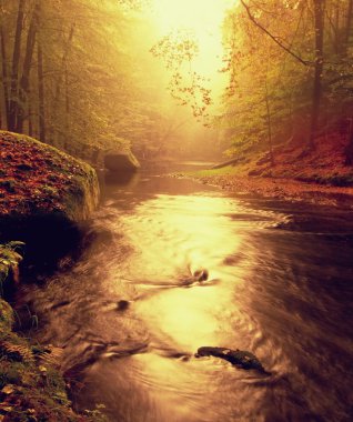 Sonbahar turuncu kayın yaprakları ile nehir kıyısında Çakıl. Suyun üzerindeki dallarda taze yeşil yapraklar yansıma yapar. Derede yağmurlu akşam. 