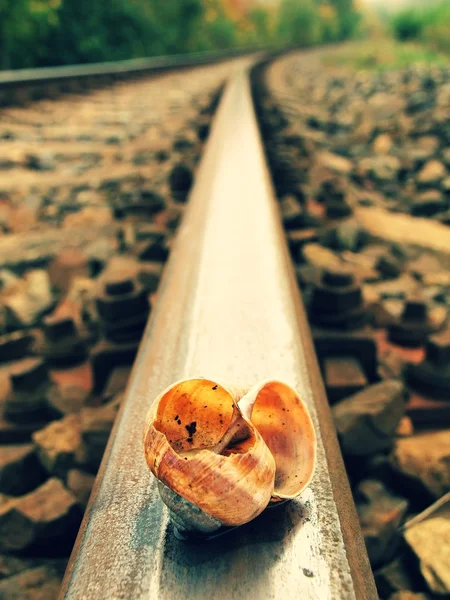 Empty and broken snail shell on old rusty railway rail — Stock Photo, Image