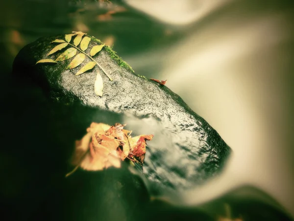 Gravier dans l'eau de la rivière de montagne recouvert de trembles colorés et de feuilles de hêtre. Feuilles vertes fraîches sur les branches au-dessus de l'eau font reflet vert dans le niveau . — Photo