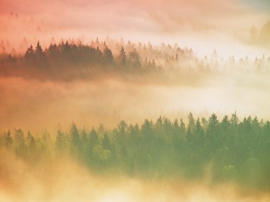 puslu sunrise, sis ve güneş ışınları orman tepe üzerinde.