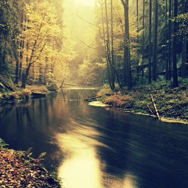 Old beech trees above clear water of mountain river. Big mossy sandstone boulders lay in water. First leaves turn to yellow and orange color, the fall is beginning.