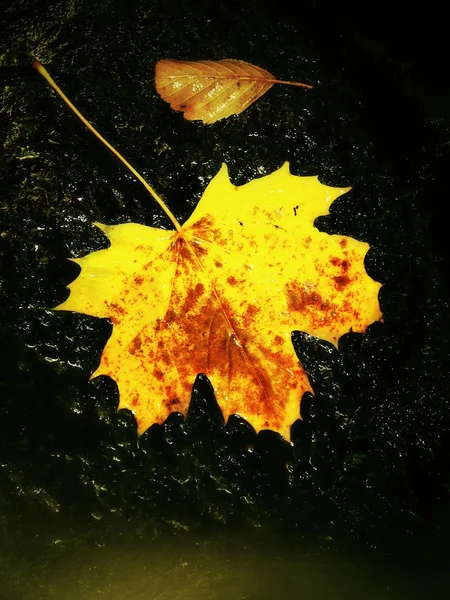 Dettaglio di foglia colorata rotta. Simbolo di caduta. Foglia su pietra di pantofola umida in acqua lattiginosa fredda di corrente rapida . — Foto Stock