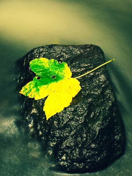 Autumn colorful leaf.The colorful broken maple leaf fallen on sunken basalt stone in blurred water of mountain stream. Fall weather. — Stock Photo, Image
