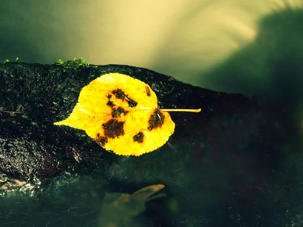 Foglia di pioppo tremulo giallo brillante. Bella foglia gialla rotta su pietra bagnata in acqua sfocata del torrente di montagna a cascata . — Foto Stock