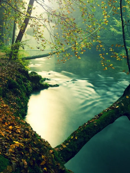 Old beech trees above clear water of mountain river. Big mossy sandstone boulders lay in water. First leaves turn to yellow and orange color, the fall is beginning. — 图库照片