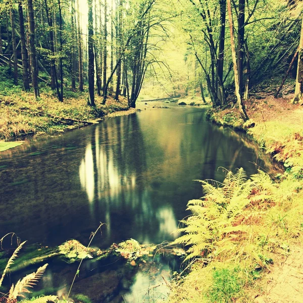 Old beech trees above clear water of mountain river. Big mossy sandstone boulders lay in water. First leaves turn to yellow and orange color, the fall is beginning. — 图库照片