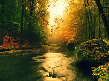 Stony bank of autumn mountain river covered by orange beech leaves. Fresh green mossy big boulders. Green leaves on branches above water make reflection
