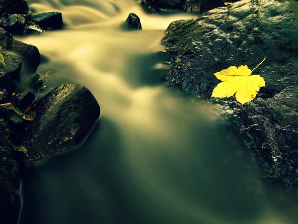 Hoja colorida de otoño. Castaway en piedra zapatilla mojada en el arroyo —  Fotos de Stock