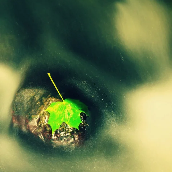 Autumn colorful leaf. Castaway on wet slipper stone in stream — Stock Photo, Image