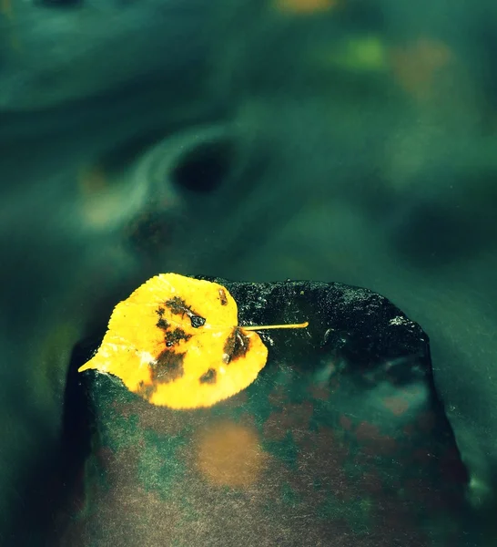 Hoja de álamo amarillo brillante. Bonita hoja rota amarilla sobre piedra mojada en agua borrosa de cascada de arroyo de montaña . — Foto de Stock
