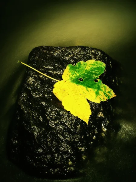 Autumn colorful leaf.The colorful broken maple leaf fallen on sunken basalt stone in blurred water of mountain stream. Fall weather. — Stock Photo, Image