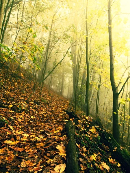 Fallna trunk i gyllene hösten skogen, turist steniga stigen. Trasiga ruttna träd. — Stockfoto