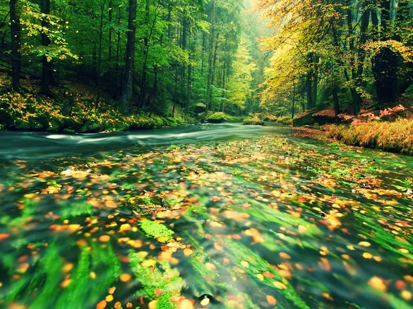 Visa i höst berg flod med suddiga vågor,, färska gröna mossiga stenar och stenblock på flodstranden täckt med färgglada löv från gamla träd. — Stockfoto