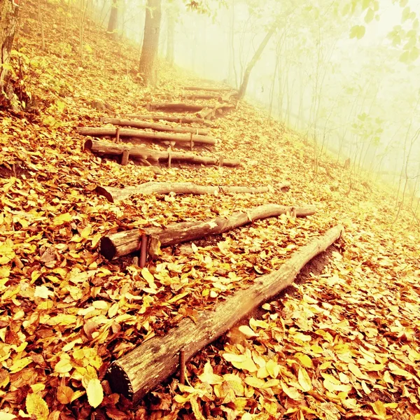 Wooden trunk steps in autumn forest, tourist footpath. Colorful autumn park. — ストック写真