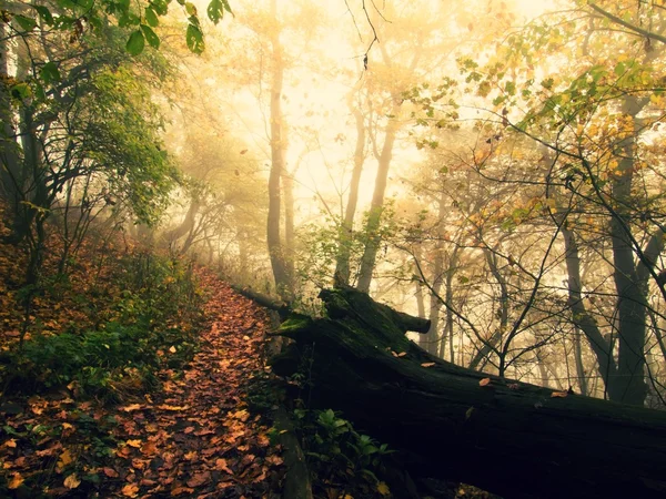 Wooden trunk steps in autumn forest, tourist footpath. Colorful autumn park. — ストック写真