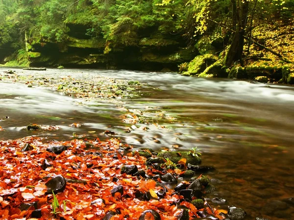 Mountain river with low level of water, gravel with colorful beech, aspen and maple leaves. Fresh green mossy stones and boulders on river bank. Rainy day. — Stock Photo, Image