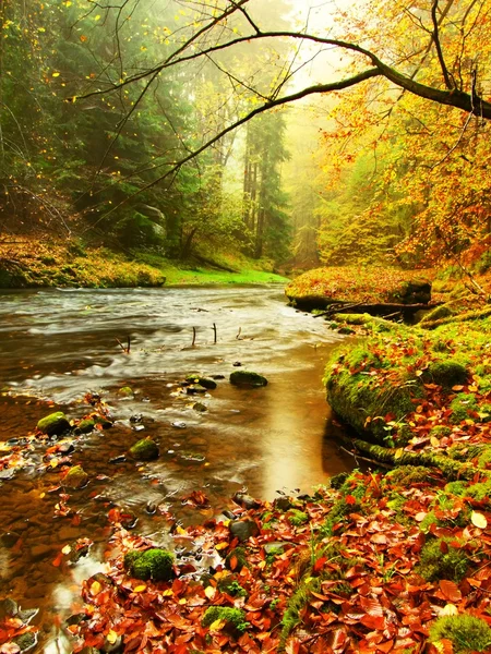 Горная река с низким уровнем воды, гравий с красочным буком, осиной и кленовыми листьями. Свежие зеленые моховые камни и валуны на берегу реки. Дождливый день . — стоковое фото