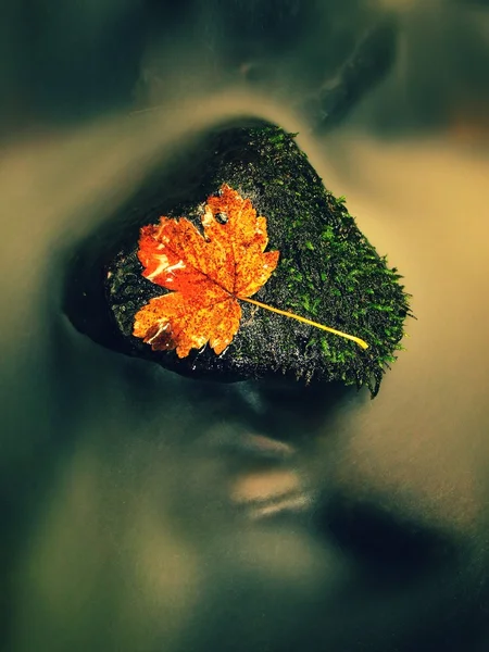 Jesienny kolorowy liść. Rozbitek na mokrym kamieniu pantofelka w strumieniu — Zdjęcie stockowe