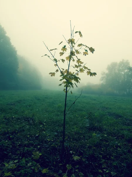 Young maple tree in the mist — Stok fotoğraf