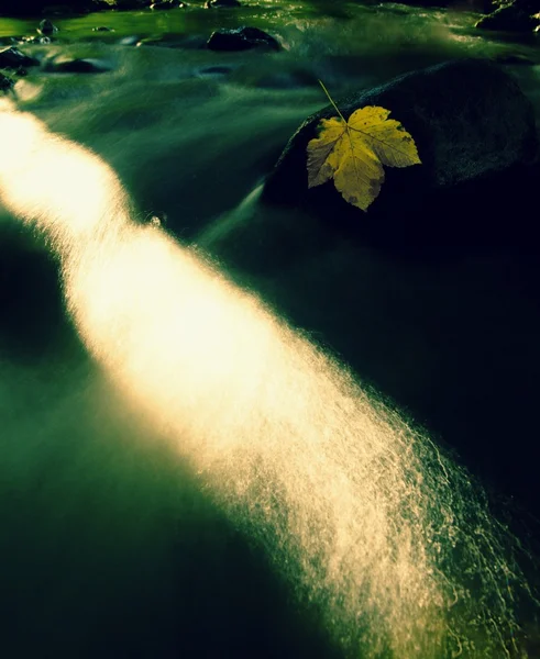 Jesienny liść klonu kolorowe. Castaway gnije na mokry kapeć kamień w strumieniu zimnej — Zdjęcie stockowe