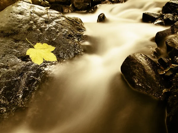 Autumn colorful maple leaf. Castaway rotting on wet slipper stone in cold  stream — Stock Photo, Image