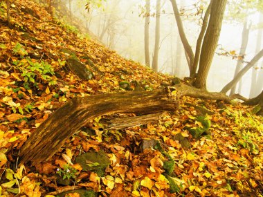 Altın sonbahar orman, turist taşlı patika düşmüş bagajda. Kırık çürük ağaç. 