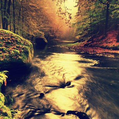 Stony bank of autumn mountain river covered by orange beech leaves. Fresh green mossy big boulders. Green leaves on branches above water make reflection