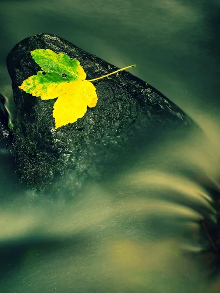 Nice colorful broken maple leaf on basalt stone in blurred water of mountain stream cascade. Autumn colors. — Stock Photo, Image