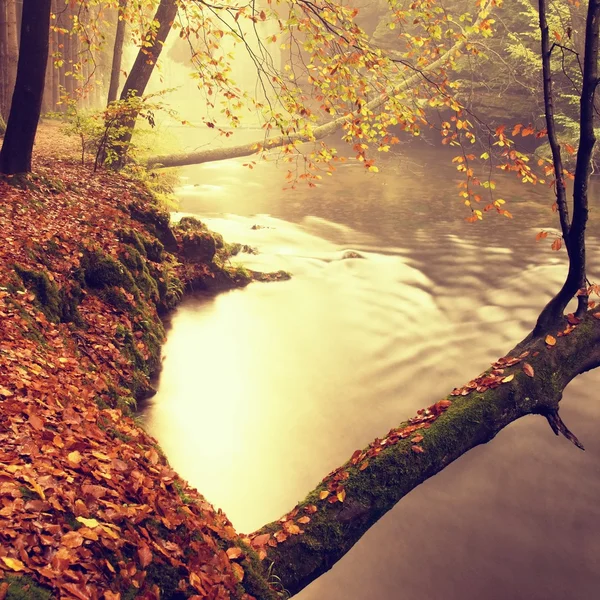 Alte Buchen über dem klaren Wasser des Gebirgsflusses. Große bemooste Sandsteinbrocken lagen im Wasser. Die ersten Blätter färben sich gelb und orange, der Herbst beginnt. — Stockfoto