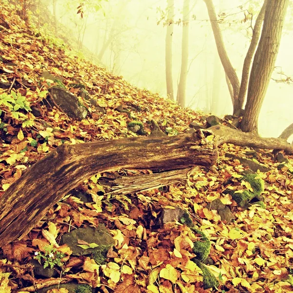 Fallna trunk i gyllene hösten skogen, turist steniga stigen. Trasiga ruttna träd. — Stockfoto