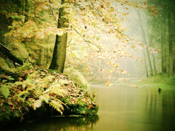 Old beech trees above clear water of mountain river. Big mossy sandstone boulders lay in water. First leaves turn to yellow and orange color, the fall is beginning. — Stock Fotó