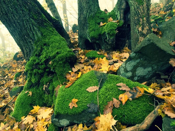 Basalt mossy boulder in leaves forest covered with first colorful leaves from maple tree, ash tree and aspen tree. — Stock Photo, Image