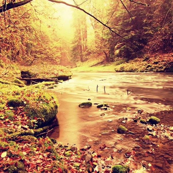 View into autumn mountain river with blurred waves,,, fresh green mossy stones and boulders on river bank covered with colorful leaves from old trees . — стоковое фото