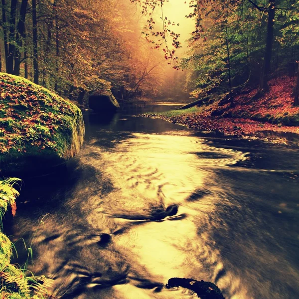 Stony bank of autumn mountain river covered by orange beech leaves. Fresh green mossy big boulders. Green leaves on branches above water make reflection — Stok fotoğraf