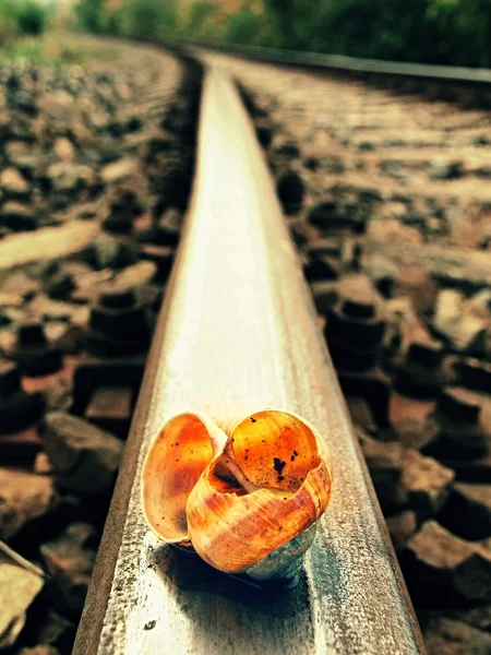 Empty and broken snail shell on old rusty railway rail — Stock Photo, Image