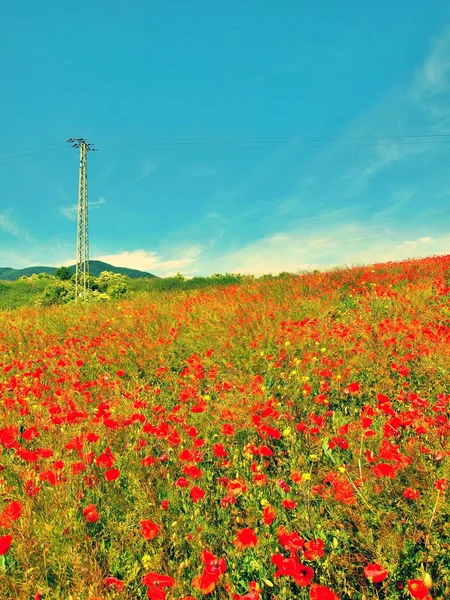 Vieux poteaux électriques en acier dans le champ de pavot avec le ciel bleu au-dessus — Photo