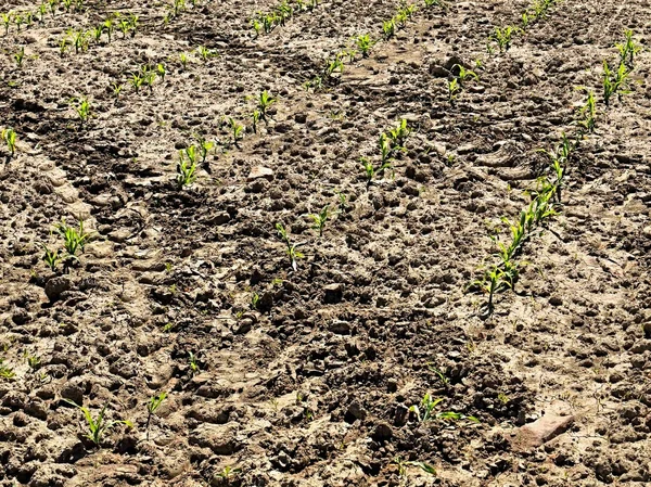 Dry ground of cracked clay with last green flower. Natural disaster. — Stock Photo, Image