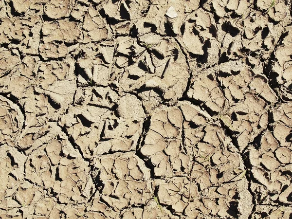 Arcilla agrietada extremadamente seca del campo de trigo. Suelo polvoriento con grietas profundas — Foto de Stock