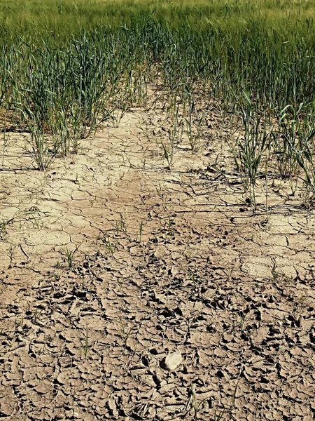 Dry cracked clay in corner of wheat field. Dusty ground with deep cracks and flowers.