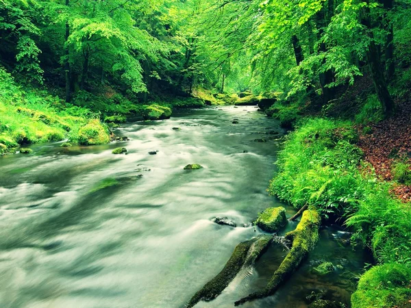 Mountain stream in sandstone gulch and below green branches of acacias, beeches and oaks. Water level makes green reflections. The end of summer at mountain river. — Stock Photo, Image