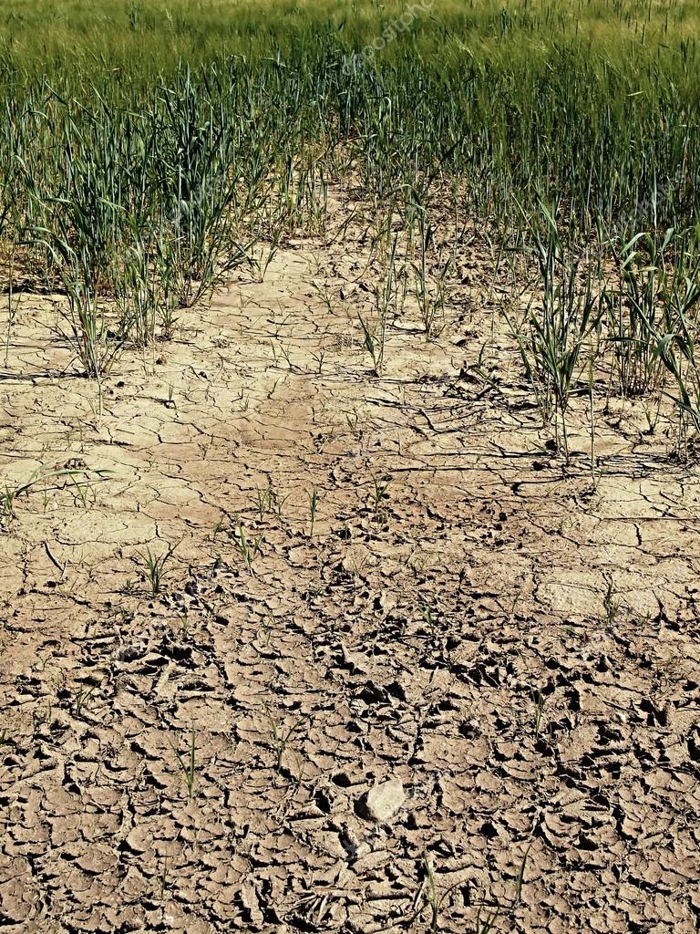 Dry cracked clay in corner of wheat field. Dusty ground with deep cracks  and flowers. ——图库图片© rdonar #78741982