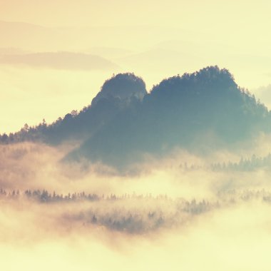 Renkli sabah güzel bir dağlık manzara içinde. Hills doruklarına sis yapışkanlık dışarı. Sis ağaçlar arasında sallanan.