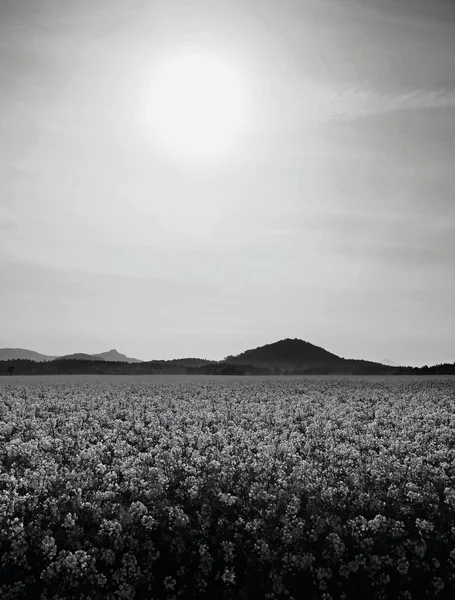 树木，秸秆的强奸在春季黄色场盛开的强奸，在地平线上的尖山. — 图库照片