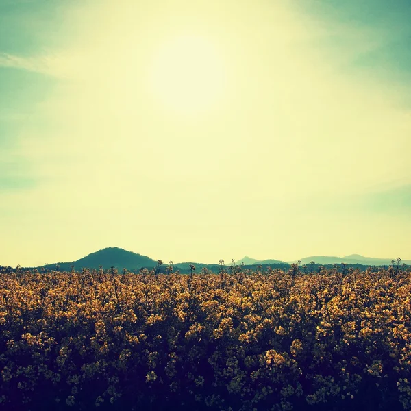 Arbres, tige de viol dans le champ jaune printanier de viols en fleurs, la colline aiguë à l'horizon . — Photo