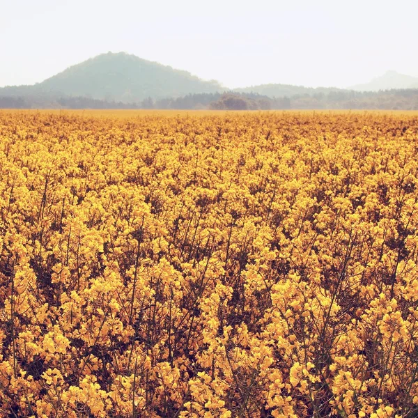 Árvores, talo de estupro no campo amarelo primavera de estupros florescendo, a colina afiada no horizonte . — Fotografia de Stock