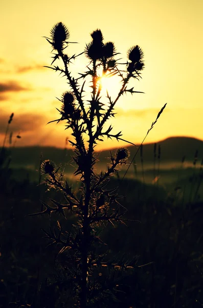 背の高いアザミ、乾いた草のシルエット、長い茎日の出草原 — ストック写真