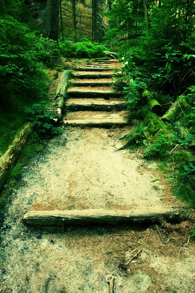 Old wooden stairs in overgrown forest garden, tourist footpath. Steps from cut beech trunks, fresh green branches above footpath — Stock Photo, Image