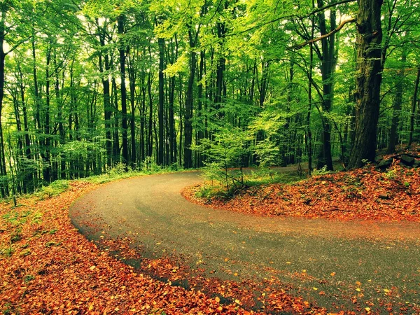 Gebogener Pfad unter Buchen. Frühlingnachmittag im Wald nach einem regnerischen Tag. nasser Asphalt mit zerschmetternden orangen Blättern. — Stockfoto